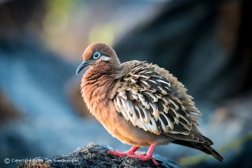 JOY - Galapagos-Lizards,WavedAlbatross,SeaLion,Boobies,TropicBird,Hawk 20140408 J6A7618.jpg