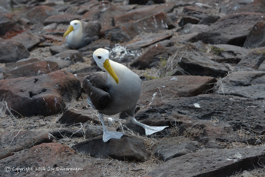 JOY - Galapagos-Lizards,WavedAlbatross,SeaLion,Boobies,TropicBird,Hawk 20140408 J6A8300.jpg