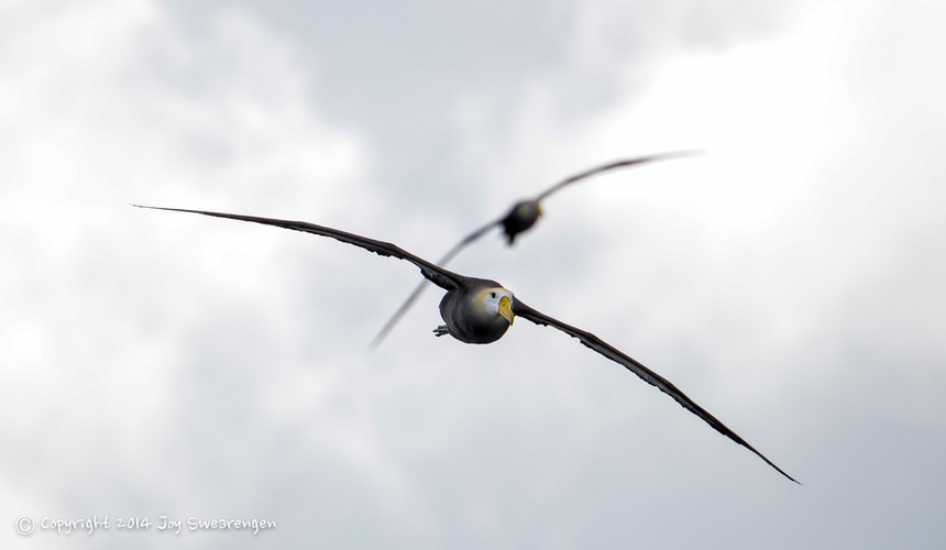 JOY - Galapagos-Lizards,WavedAlbatross,SeaLion,Boobies,TropicBird,Hawk 20140408 J6A8231.jpg
