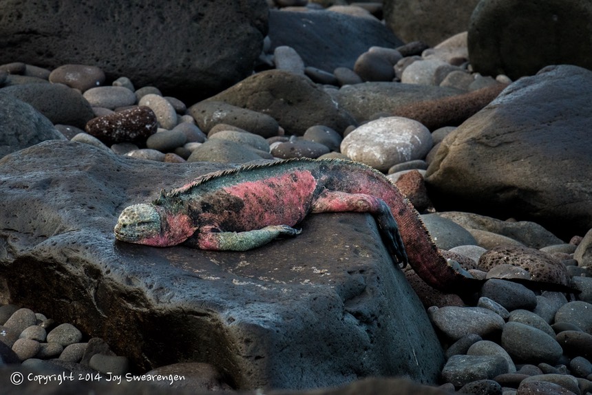 JOY - Galapagos-Lizards,WavedAlbatross,SeaLion,Boobies,TropicBird,Hawk 20140408 J6A7715.jpg