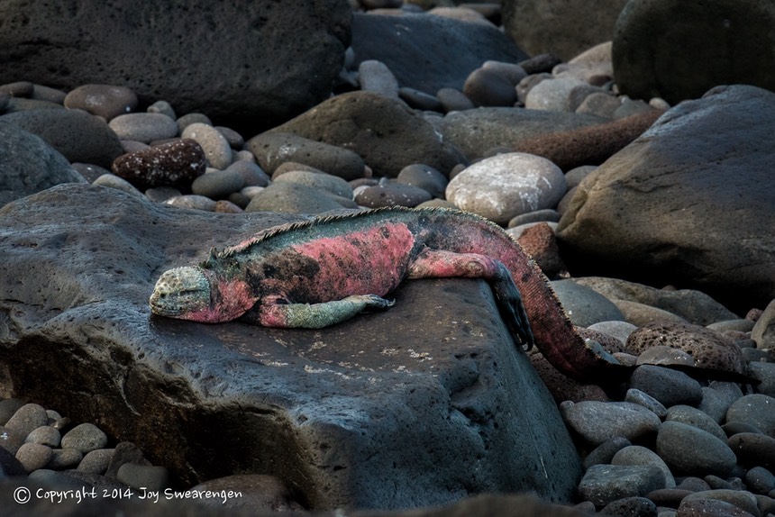 JOY - Galapagos-Lizards,WavedAlbatross,SeaLion,Boobies,TropicBird,Hawk 20140408  J6A7715.jpg