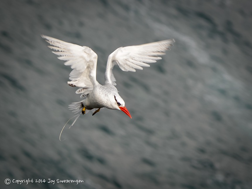 JOY - Galapagos-Plaza Sur Iguana, Red Bill Tropic Bird, Sea Lions 20140412  J6A9341.jpg