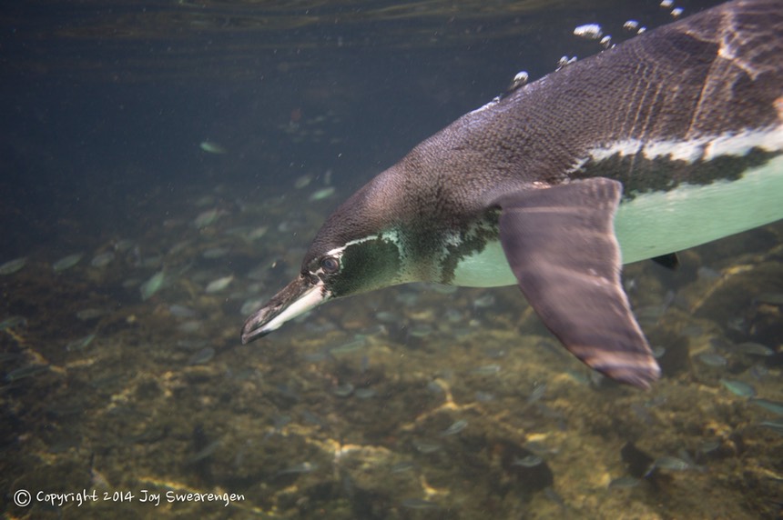 JOY - Galapagos-Sombrero Chino Snorkel w-Penguinos 20140411 DSC 1298.jpg
