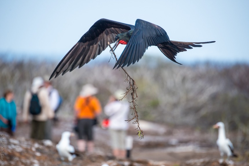 Masood-Galapagos-20140331-06- MGD560728.jpg