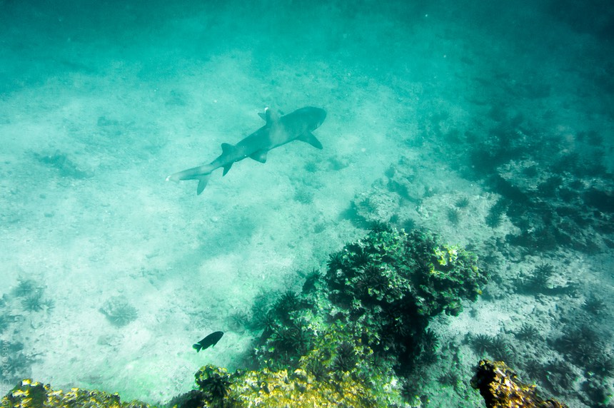 Masood-Galapagos-20140404-10-DSC 0484.jpg