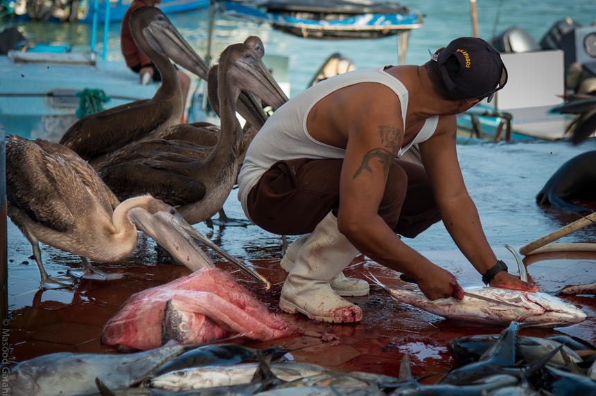 Masood-Galapagos-20140405-15- MGD9162.jpg