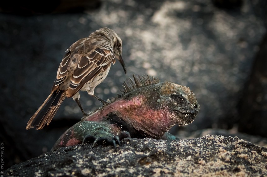 Masood-Galapagos-20140408-05- MGE0889.jpg