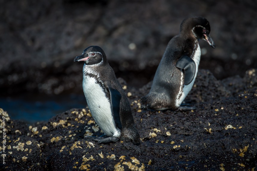 Masood-Galapagos-20140411-07- MGE3417.jpg