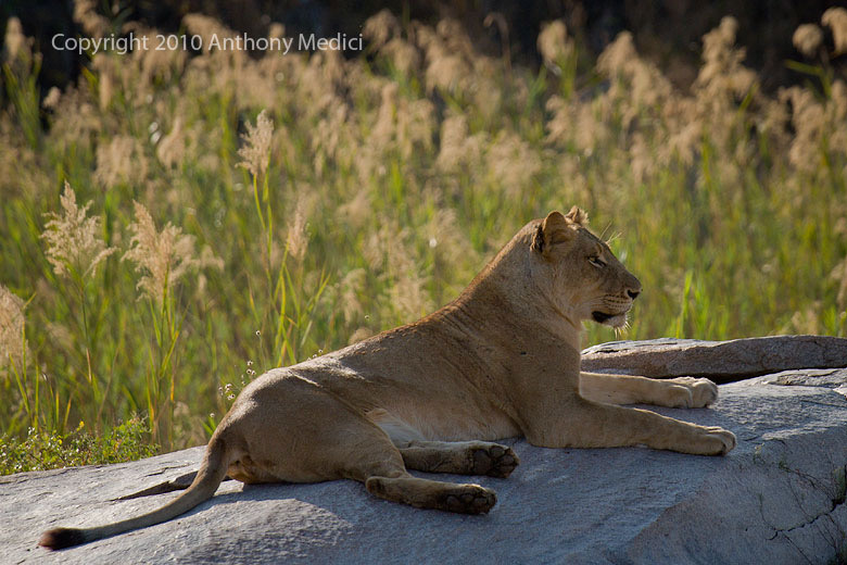 STUDENT VK002579-Lioness.JPG